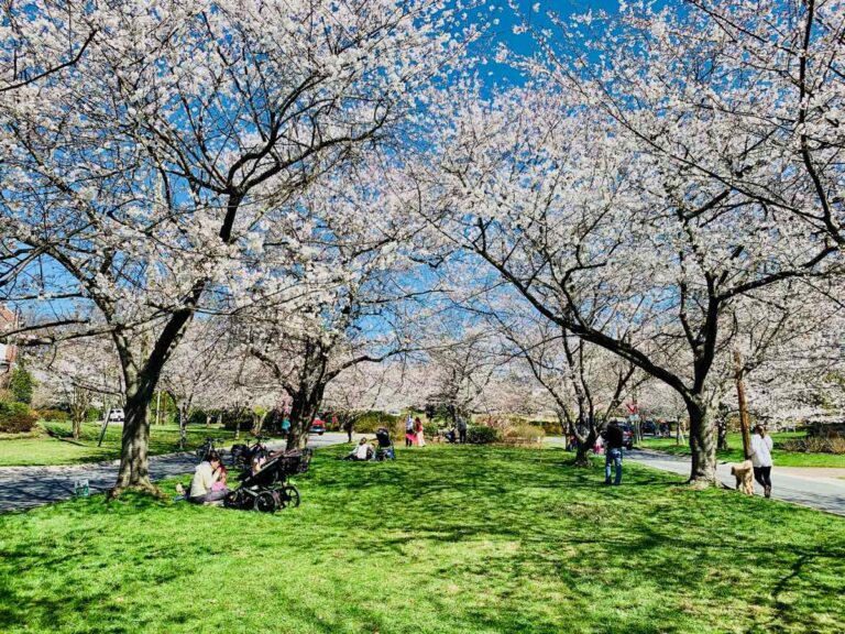 See Stunning Kenwood Cherry Blossoms in Maryland (a DC Alternative)